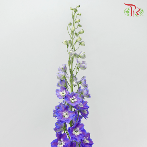 Delphinium Belladonna - Purple (5 Stems)-Purple-China-prflorist.com.my