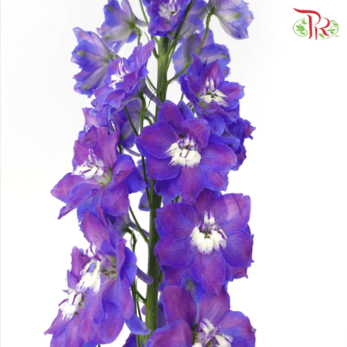 Delphinium Belladonna - Purple (5 Stems)-Purple-China-prflorist.com.my