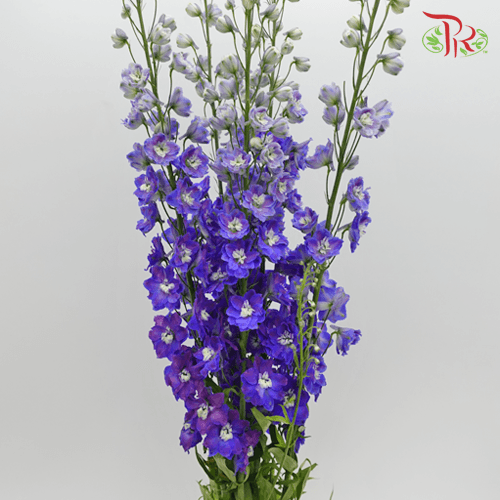 Delphinium Belladonna - Purple (5 Stems)-Purple-China-prflorist.com.my