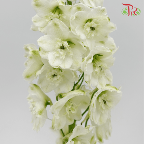 Delphinium Belladonna - White (5 Stems)-White-China-prflorist.com.my