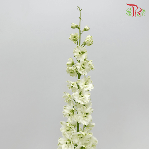 Delphinium Belladonna - White (5 Stems)-White-China-prflorist.com.my