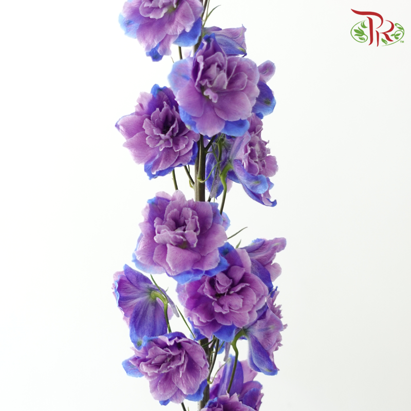 Delphinium - Bicolour Lilac Purple (5 Stems)-Purple-China-prflorist.com.my