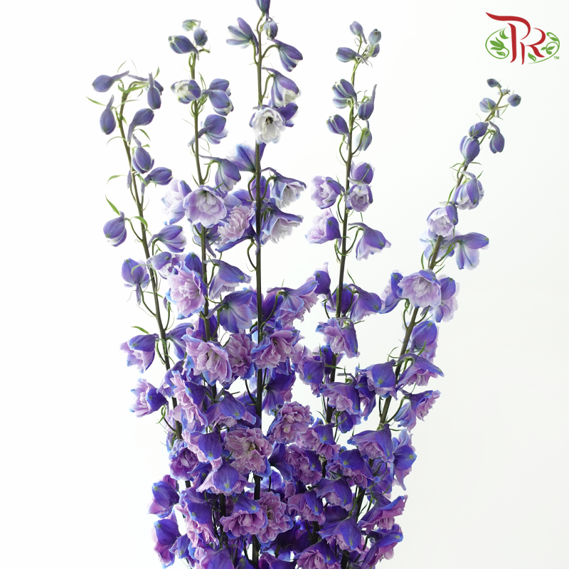 Delphinium - Bicolour Lilac Purple (5 Stems)-Purple-China-prflorist.com.my