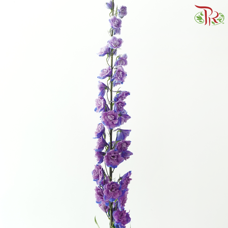 Delphinium - Bicolour Lilac Purple (5 Stems)-Purple-China-prflorist.com.my