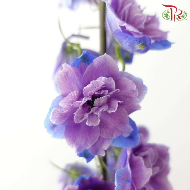 Delphinium - Bicolour Lilac Purple (5 Stems)-Purple-China-prflorist.com.my