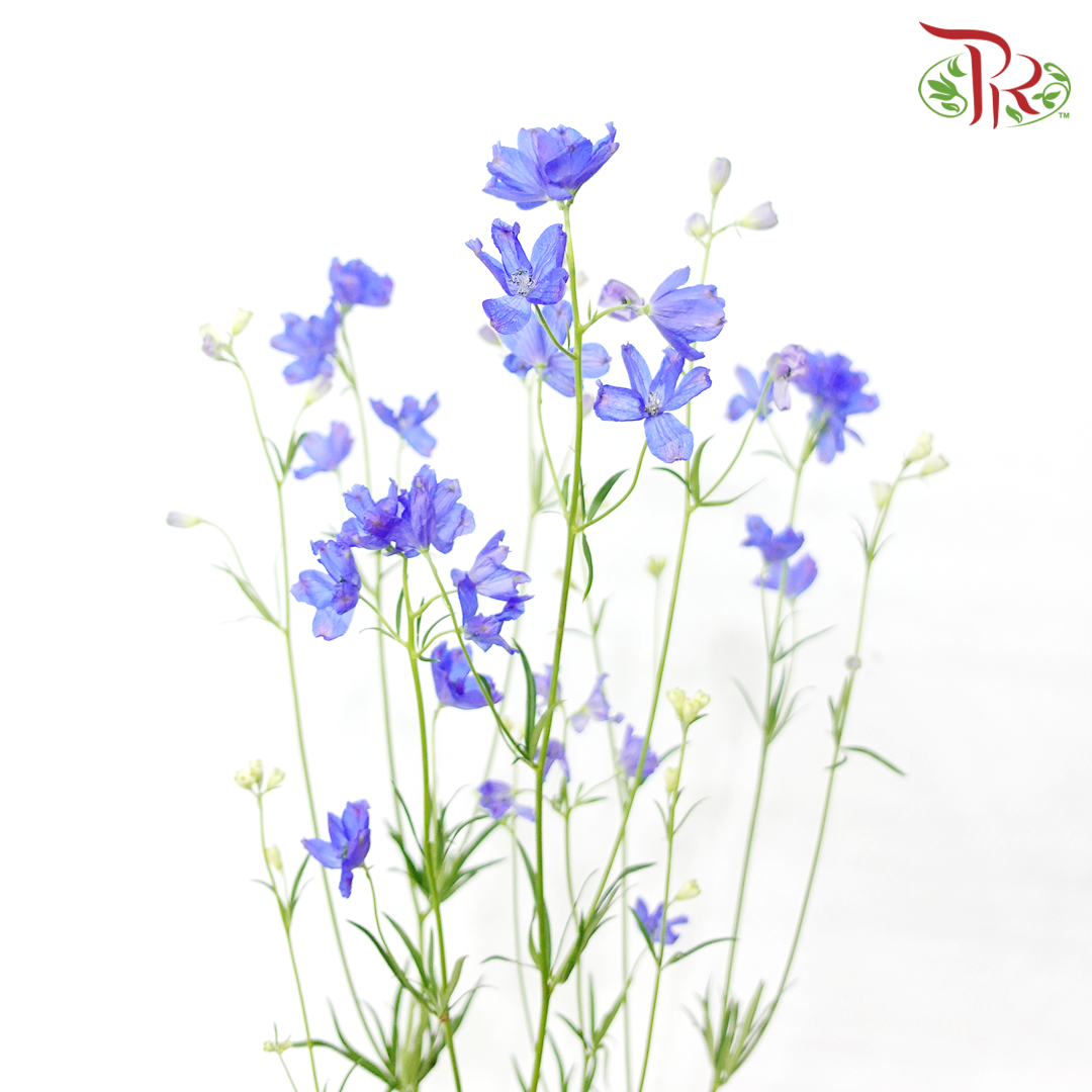 Delphinium Grandiflorum - Blue (2 Stems)-Blue-Japan-prflorist.com.my