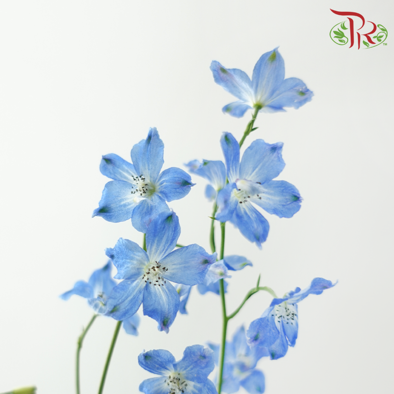 Delphinium Grandiflorum - Chiffon Blue (2 Stems)-Blue-Japan-prflorist.com.my