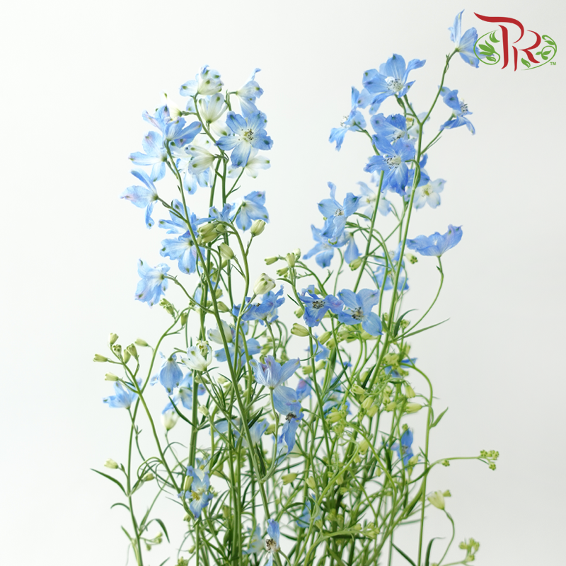 Delphinium Grandiflorum - Chiffon Blue (2 Stems)-Blue-Japan-prflorist.com.my
