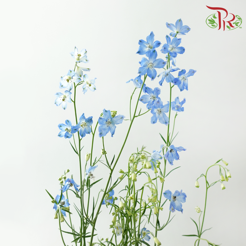 Delphinium Grandiflorum - Chiffon Blue (2 Stems)-Blue-Japan-prflorist.com.my