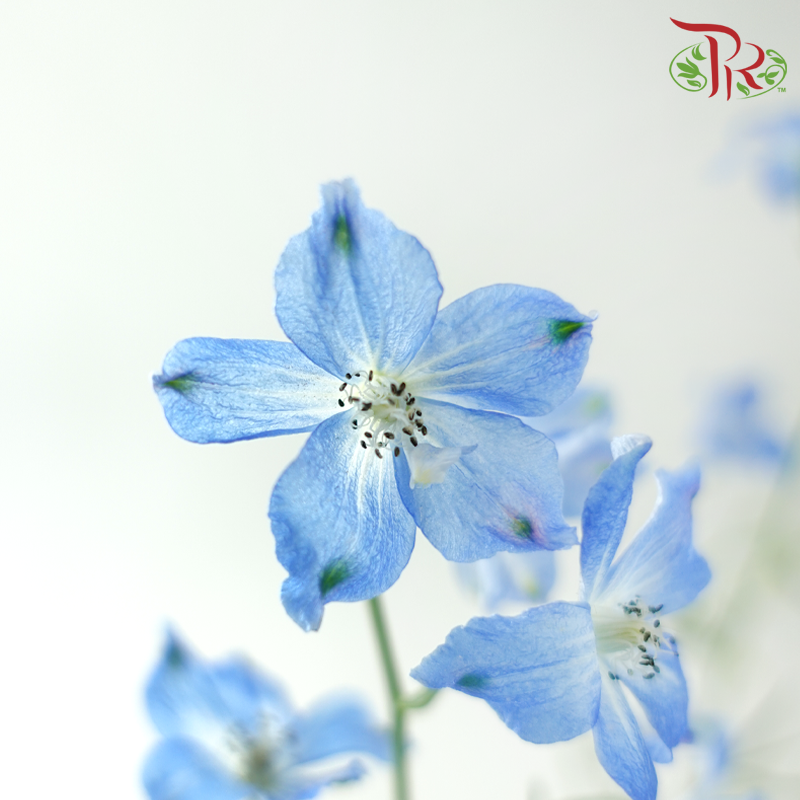 Delphinium Grandiflorum - Chiffon Blue (2 Stems)-Blue-Japan-prflorist.com.my