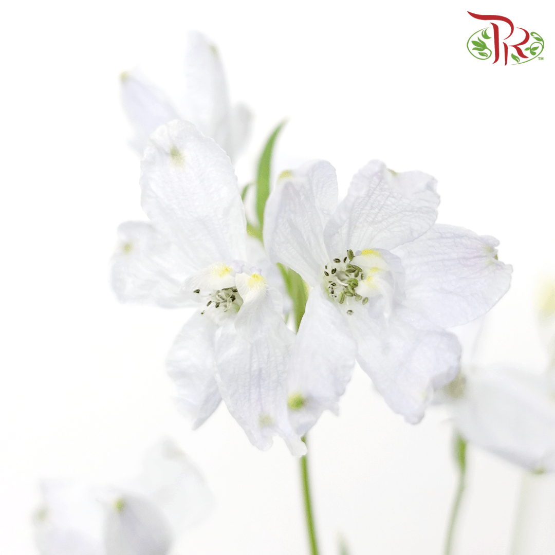 Delphinium Grandiflorum - Pastel Light Blue (2 Stems)-Blue-Japan-prflorist.com.my
