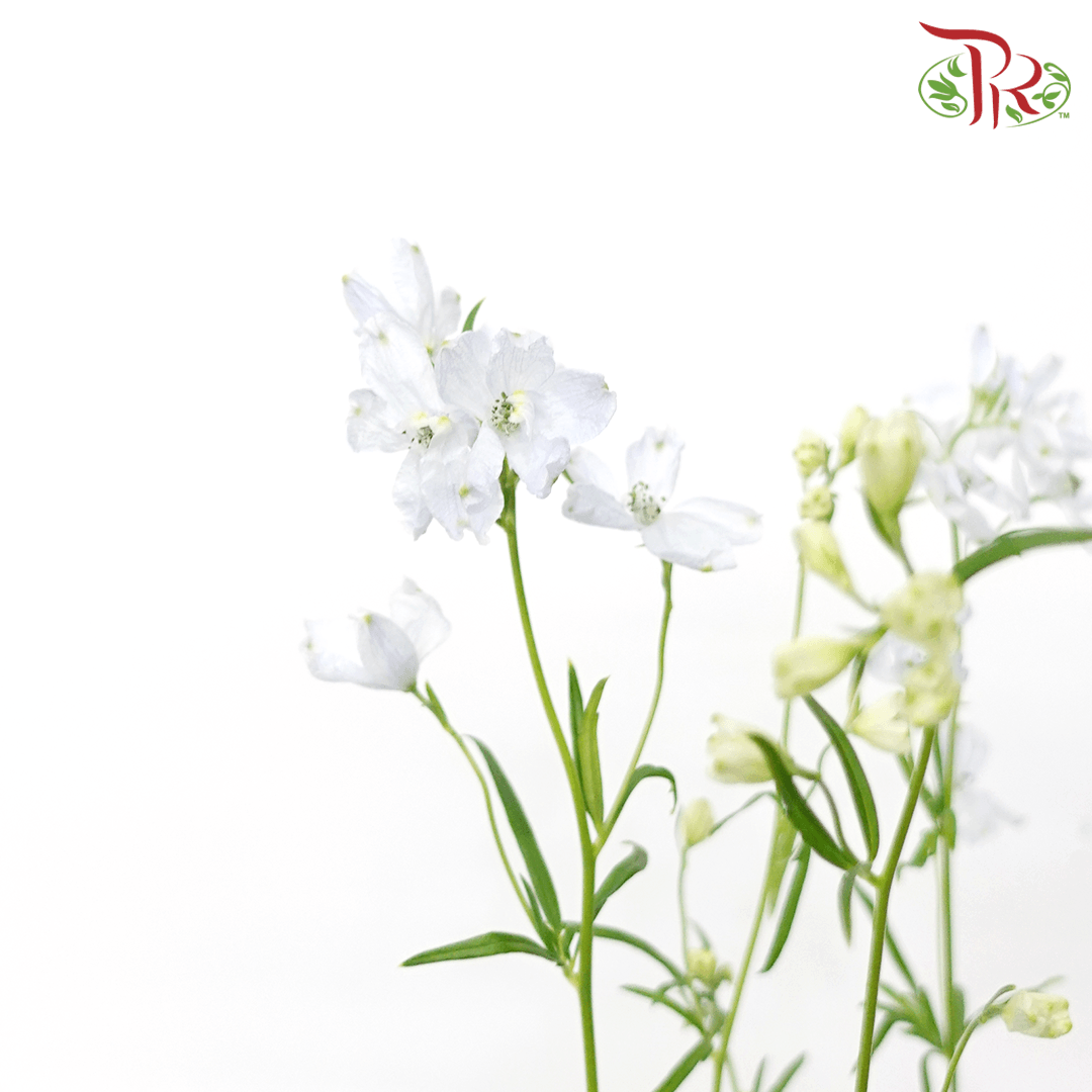 Delphinium Grandiflorum - Pastel Light Blue (2 Stems)-Blue-Japan-prflorist.com.my