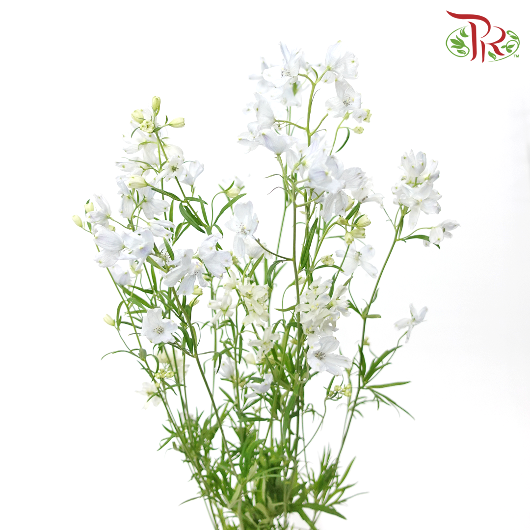 Delphinium Grandiflorum - Pastel Light Blue (2 Stems)-Blue-Japan-prflorist.com.my