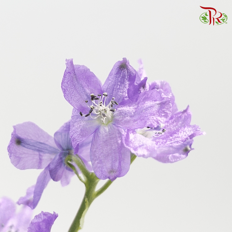 Delphinium Grandiflorum - Purple (2 Stems)-Purple-Japan-prflorist.com.my