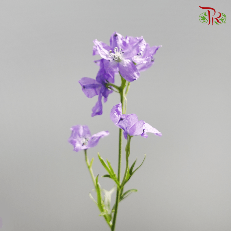 Delphinium Grandiflorum - Purple (2 Stems)-Purple-Japan-prflorist.com.my