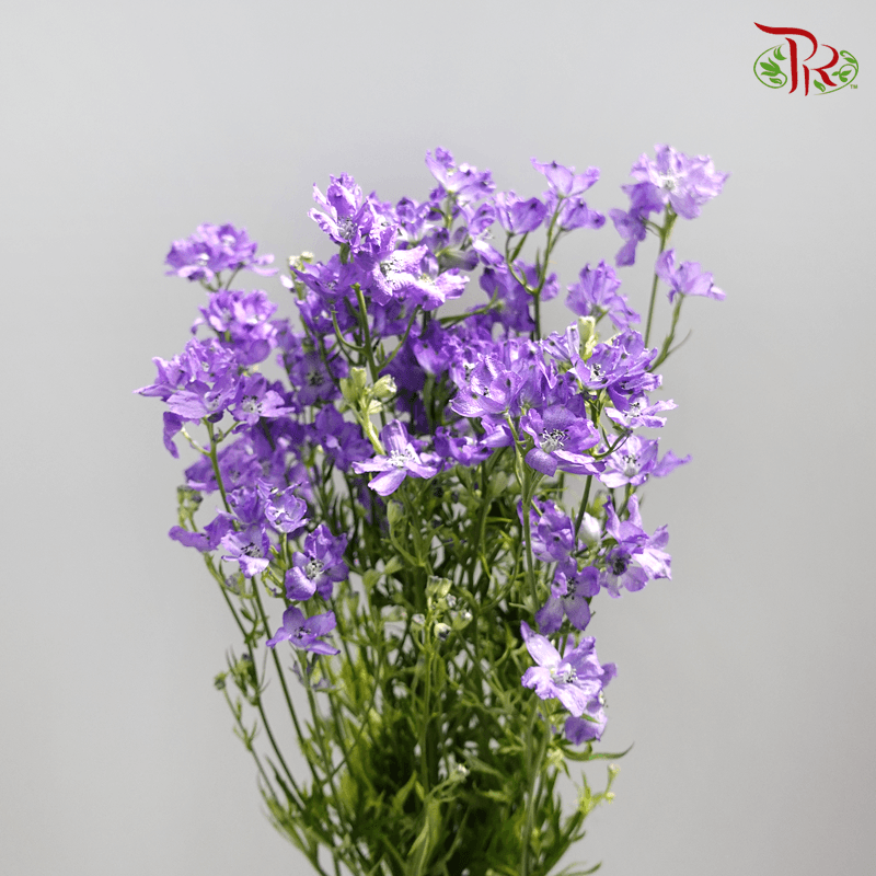 Delphinium Grandiflorum - Purple (2 Stems)-Purple-Japan-prflorist.com.my