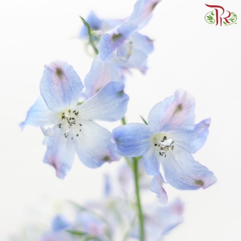 Delphinium Grandiflorum - Super Chiffon Blue (2 Stems)-Blue-Japan-prflorist.com.my