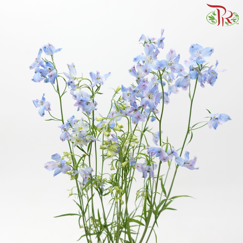 Delphinium Grandiflorum - Super Chiffon Blue (2 Stems)-Blue-Japan-prflorist.com.my