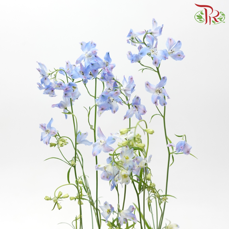 Delphinium Grandiflorum - Super Chiffon Blue (2 Stems)-Blue-Japan-prflorist.com.my