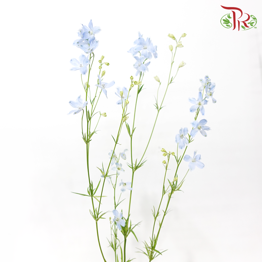 Delphinium Grandiflorum - Super Chiffon Blue (2 Stems)-Blue-Japan-prflorist.com.my