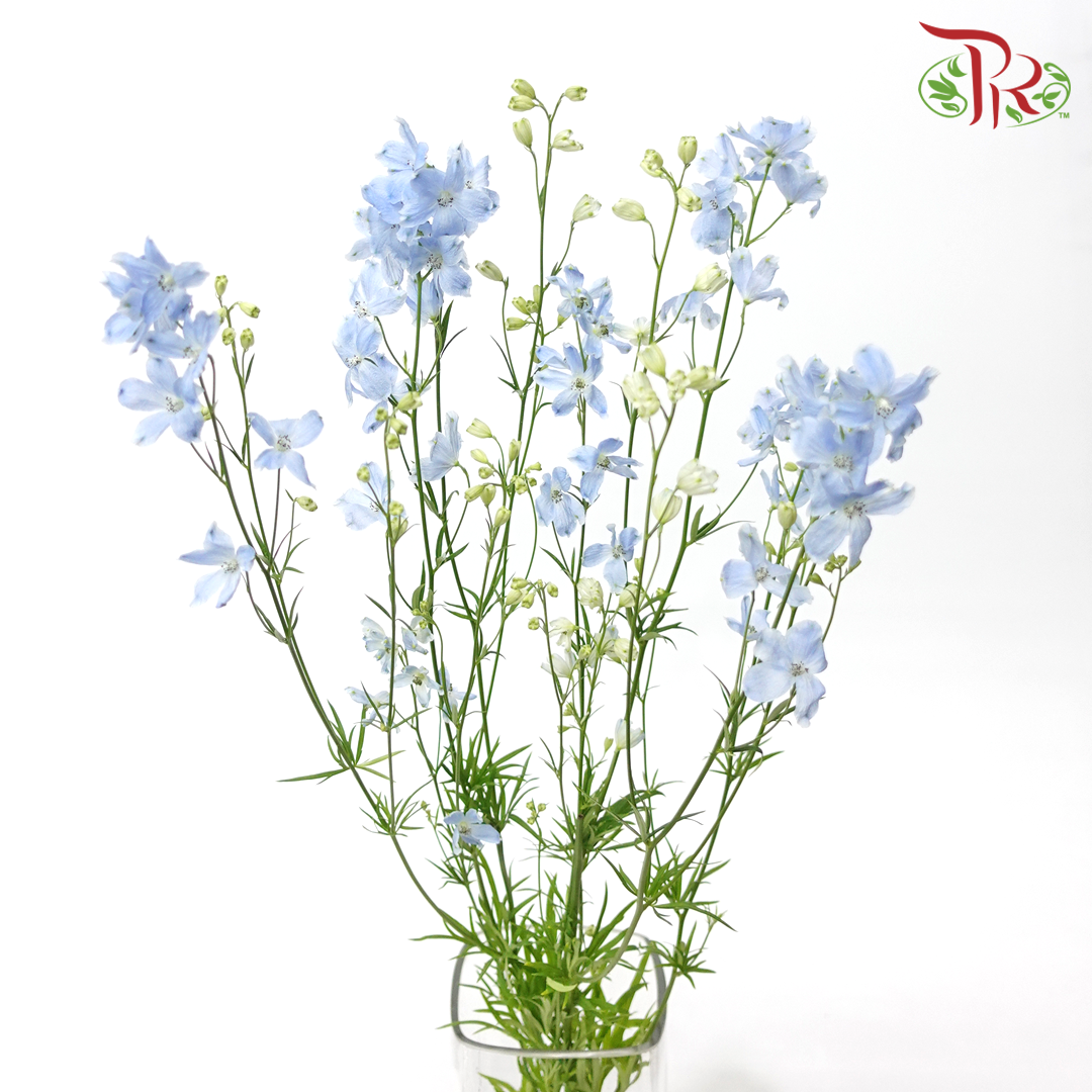 Delphinium Grandiflorum - Super Chiffon Blue (2 Stems)-Blue-Japan-prflorist.com.my