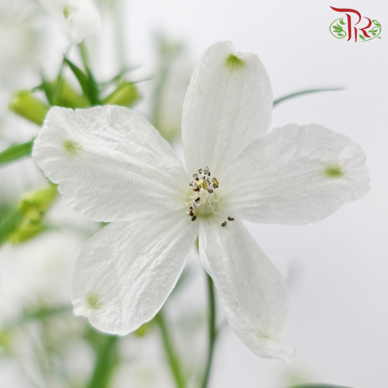 Delphinium Grandiflorum - White (2 Stems)-White-Japan-prflorist.com.my