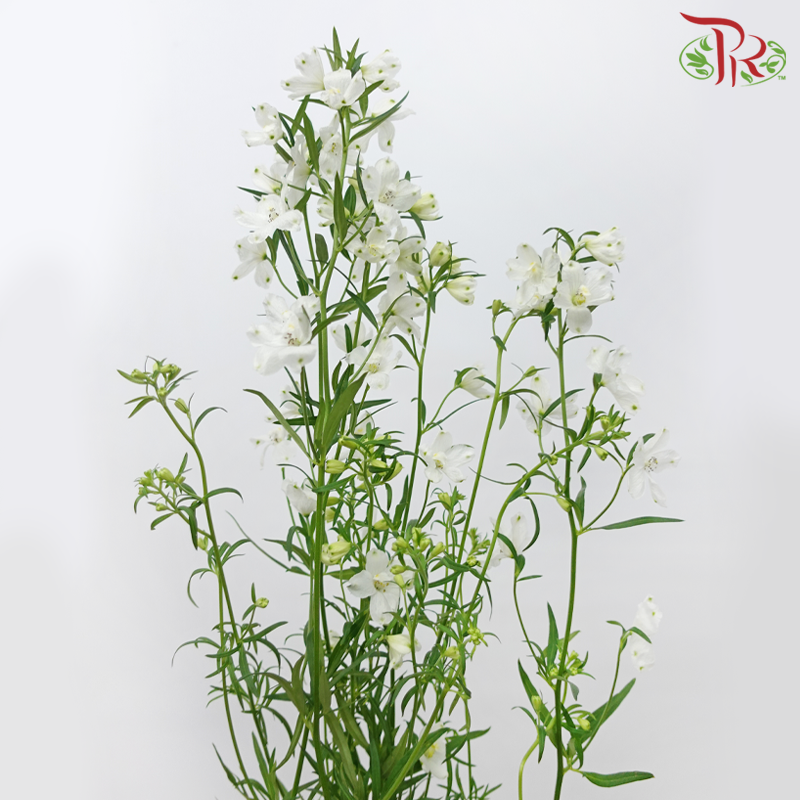 Delphinium Grandiflorum - White (2 Stems)-White-Japan-prflorist.com.my