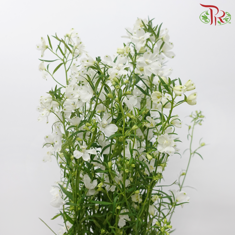 Delphinium Grandiflorum - White (2 Stems)-White-Japan-prflorist.com.my