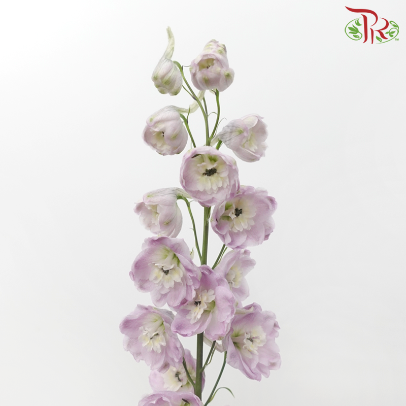 Delphinium Lilac - (5 Stems)-Lilac-China-prflorist.com.my