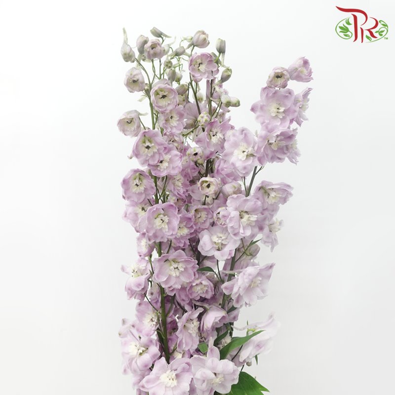 Delphinium Lilac - (5 Stems)-Lilac-China-prflorist.com.my
