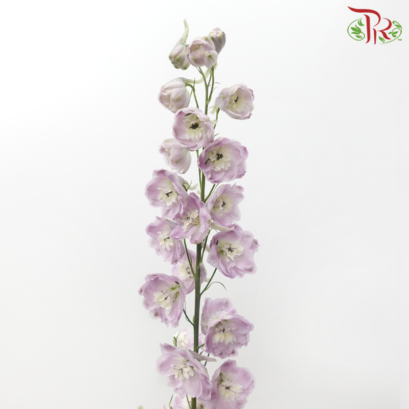 Delphinium Lilac - (5 Stems)-Lilac-China-prflorist.com.my