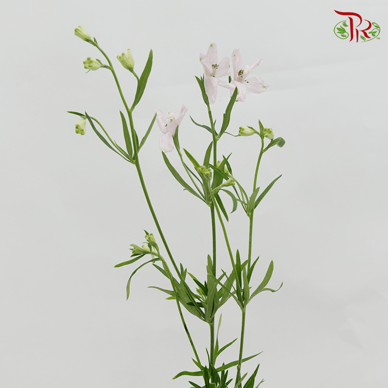 Delphinium Mini - Light Pink (Per Bunch)-Pink-China-prflorist.com.my