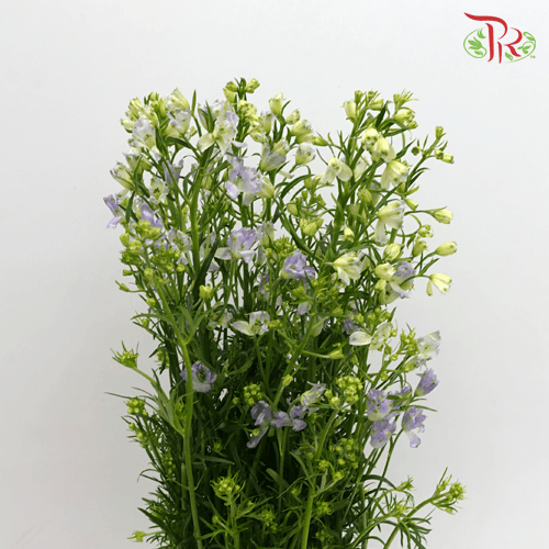 Delphinium Mini - Lilac (Per Bunch)-Lilac-China-prflorist.com.my