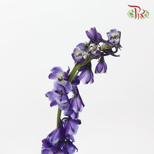 Delphinium - Sea Waltz (5 Stems)-Purple-Ecd-prflorist.com.my