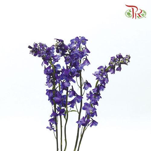 Delphinium - Sea Waltz (5 Stems)-Purple-Ecd-prflorist.com.my
