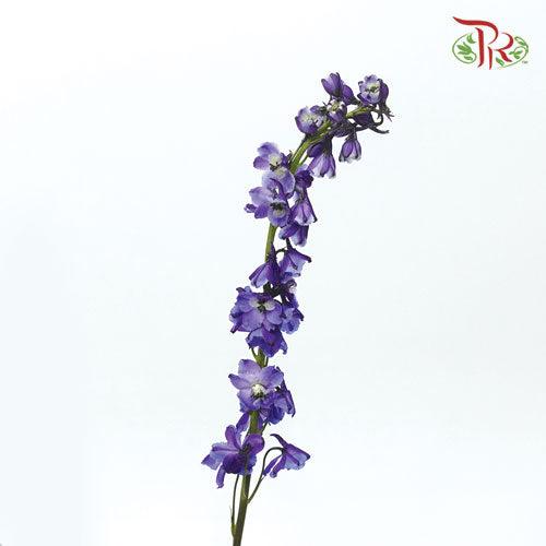 Delphinium - Sea Waltz (5 Stems)-Purple-Ecd-prflorist.com.my