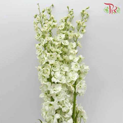 Delphinium - White ( 70cm -90cm)(5 Stems)-White-Kenya-prflorist.com.my