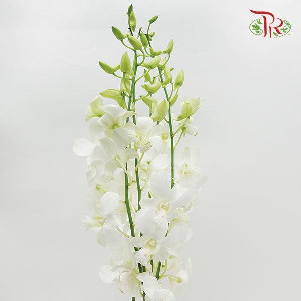 Dendrobium Orchid - White (10 Stems)-White-Thailand-prflorist.com.my