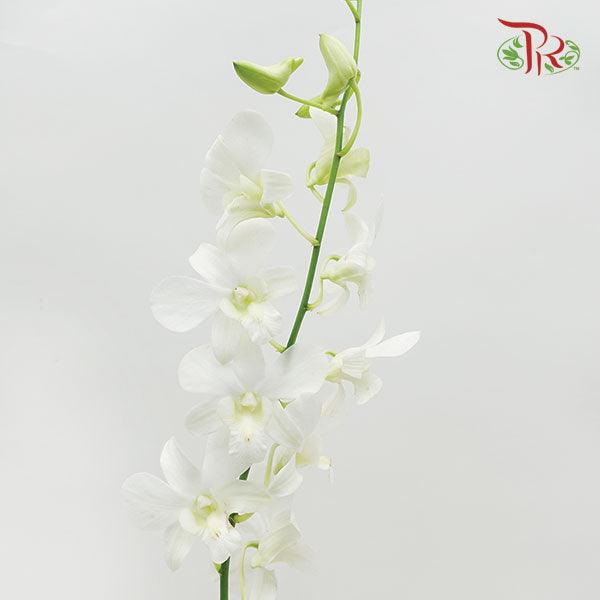Dendrobium Orchid - White (10 Stems)-White-Thailand-prflorist.com.my