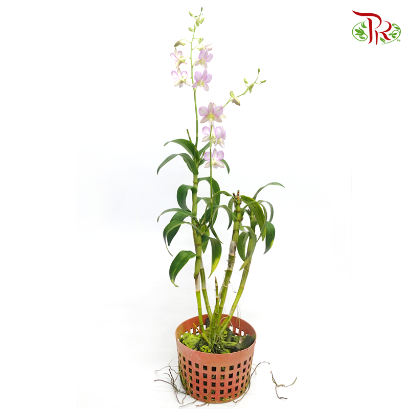 Dendrobium Orchids《微笑蘭花》