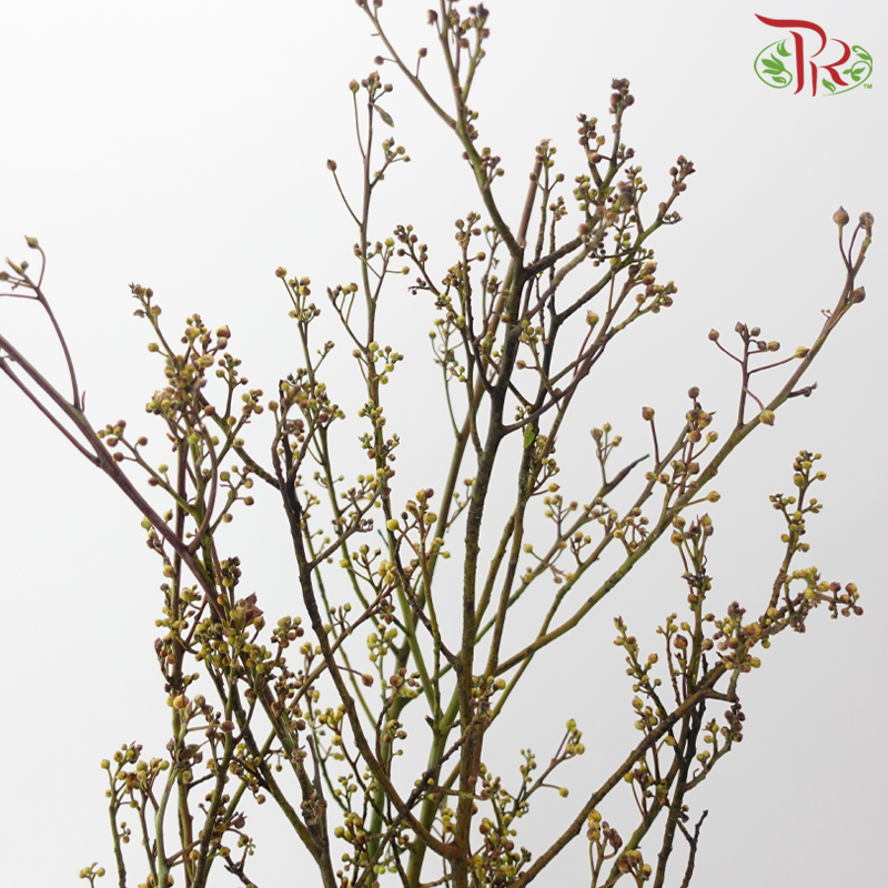 Deng Tai - Green / Red《灯台》-Green / Red-China-prflorist.com.my