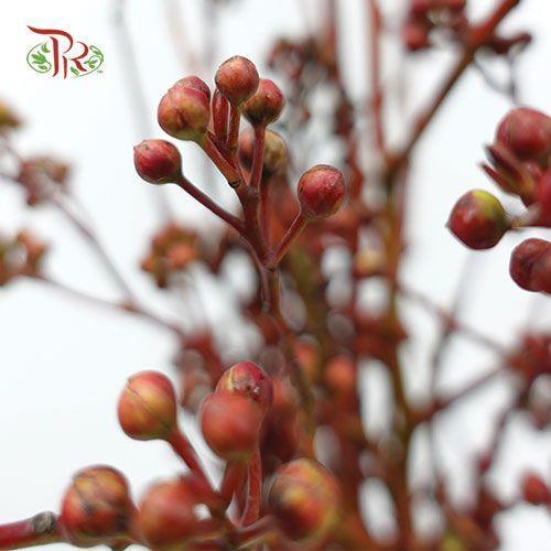 Deng Tai - Green / Red《灯台》-Green / Red-China-prflorist.com.my