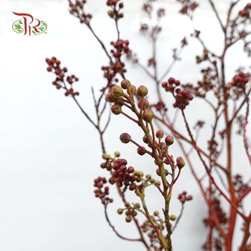 Deng Tai - Green / Red《灯台》-Green / Red-China-prflorist.com.my