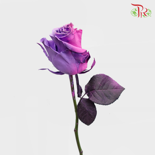 Ceres Rose - Frosting Candy 2 (10 Stems) - Pudu Ria Florist