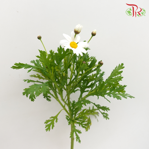 Marquerita - White (5 Stems) - Pudu Ria Florist