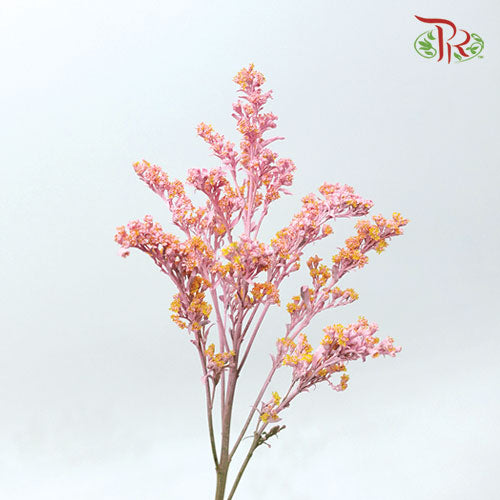 Solidago Dyed - Light Pink (10 Stems) - Pudu Ria Florist