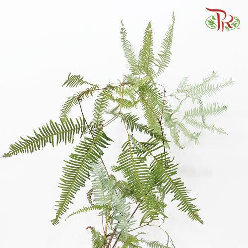 Dicranopteris Linearis - (3 Stems)-Japan-prflorist.com.my