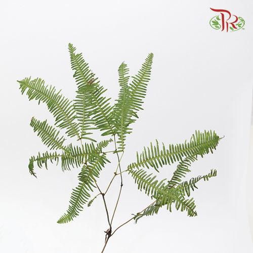 Dicranopteris Linearis - (3 Stems)-Japan-prflorist.com.my