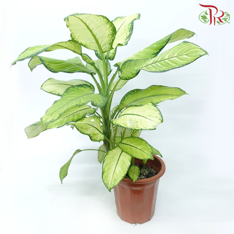 Dieffenbachia