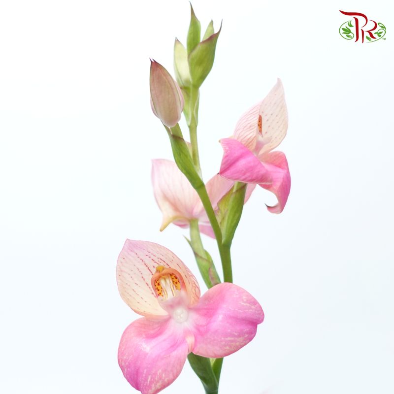 Disa Unidiorosa - (2 Stems)-Pink-Japan-prflorist.com.my